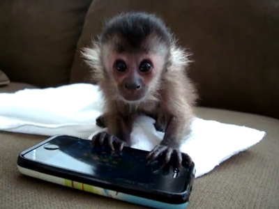 Δείτε πως είναι εσωτερικά τα ‘μαϊμού’ iPhone και iPad