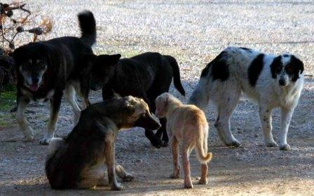 Αδέσποτο δάγκωσε ηλικιωμένο χτες στην Αλεξάνδρεια