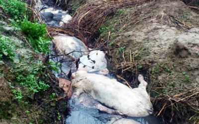 Οικ. Ομάδα Βέροιας στο Κεφαλοχώρι: Νεκρά γουρούνια πεταμένα στα χαντάκια