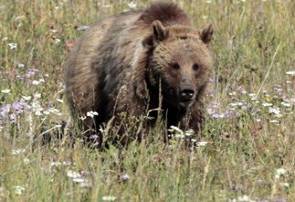 Νεκρές βρέθηκαν αρκούδα και το αρκουδάκι της στα Γρεβενά (φωτο)