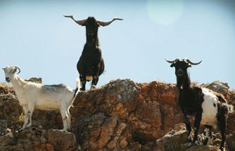 Ενισχύσεις 85 εκατ. σε κτηνοτρόφους και αγρότες