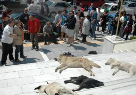 Στο δημοτικό συμβούλιο Βέροιας αναφέρθηκαν στο θέμα με τα σκοτωμένα ζώα