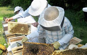 Σεμινάριο μελισσοκομίας στην Ημαθία την επόμενη βδομάδα