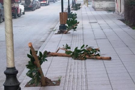 Βανδαλισμός στην Αλεξάνδρεια – άγνωστοι ξήλωσαν τις μανόλιες (φώτο-βίντεο)