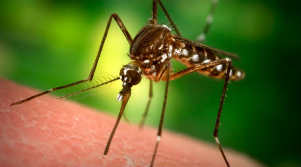 Γιατί μας τσιμπούν τα κουνούπια και ποιους προτιμούν να τσιμπάνε