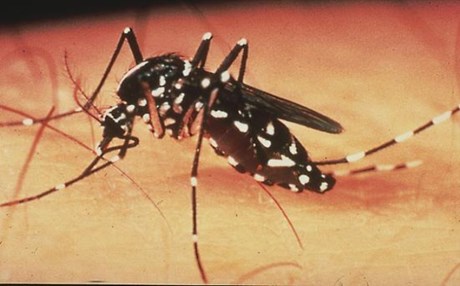 Απαλλαγείτε από τα κουνούπια με τη βοήθεια της φύσης!