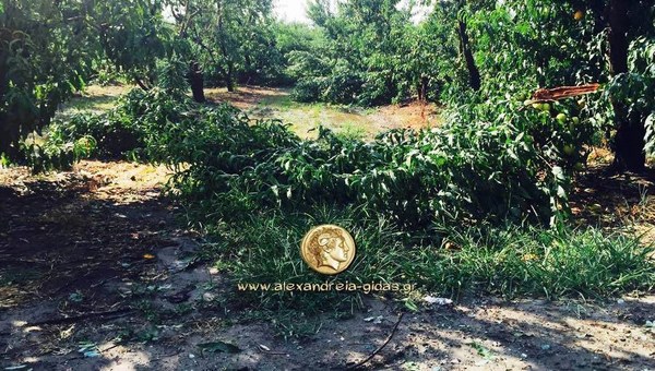 Τυφώνας: Μεγάλες καταστροφές σε αγροτικές καλλιέργειες στον δήμο Αλεξάνδρειας (φώτο)