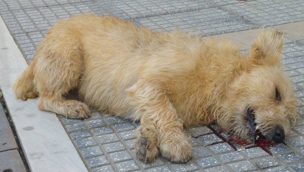 Αναγνώστρια: Παράτησαν (;) δύο σκυλιά στο 3ο Νηπιαγωγείο Αλεξάνδρειας (φώτο)