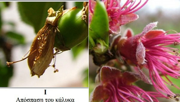 Δελτίο γεωργικών προειδοποιήσεων Απριλίου για κεράσια και ροδάκινα (φώτο)