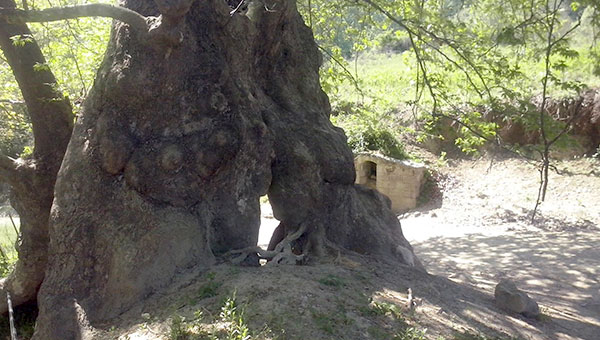 Στον Κολινδρό βρίσκεται το μεγαλύτερο πλατάνι της Ελλάδας! (φώτο)