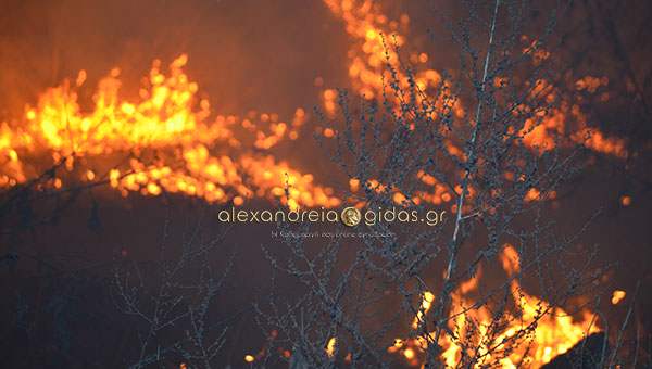 Άμεση η αντίδραση των πυροσβεστών της Αλεξάνδρειας – έσβησε η φωτιά στο Νησελι