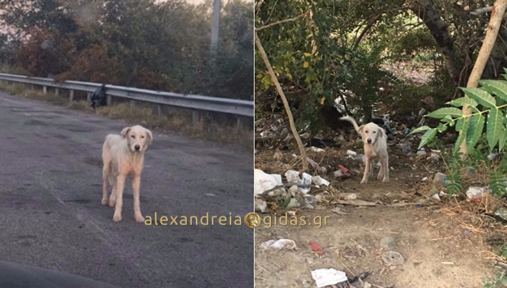 Ένας χτυπημένος σκύλος στον κόμβο Νησελίου προς Θεσσαλονίκη (φώτο)