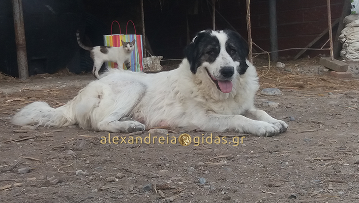 Χάθηκε αυτός ο σκύλος χτες στον Σχοινά – βοηθήστε! (φώτο)