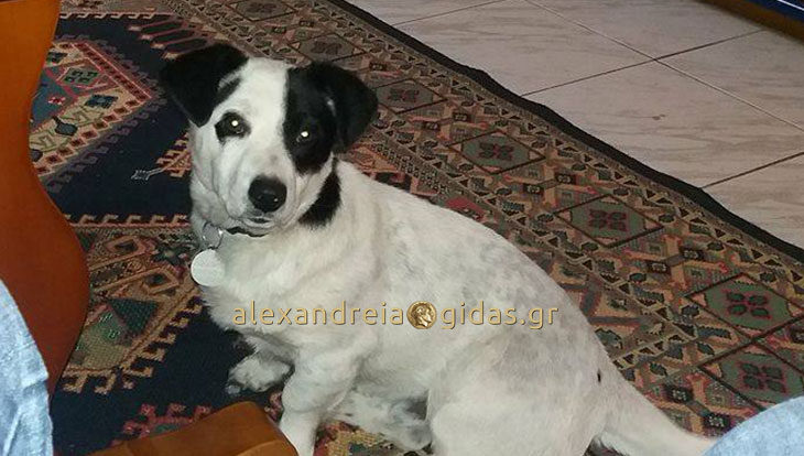 Χάθηκε σκύλος στο Πλατύ, δίνεται αμοιβή – βοηθήστε! (φώτο)