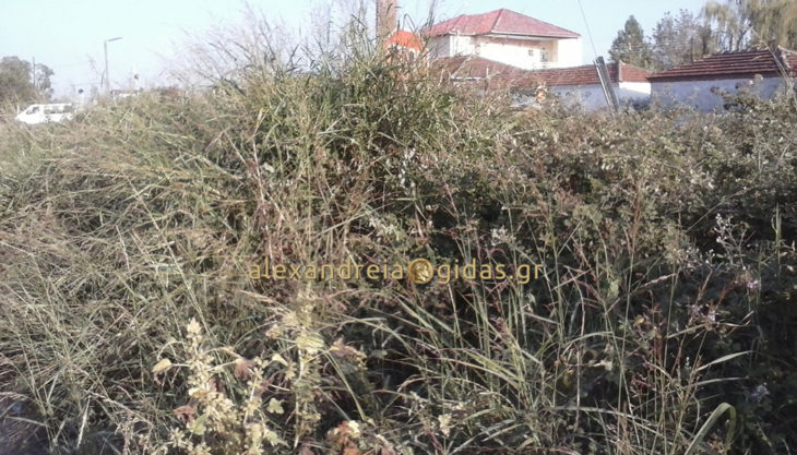 Εσείς μπορείτε να δείτε τι υπάρχει πίσω από τα χόρτα στην Καψόχωρα; (φώτο)