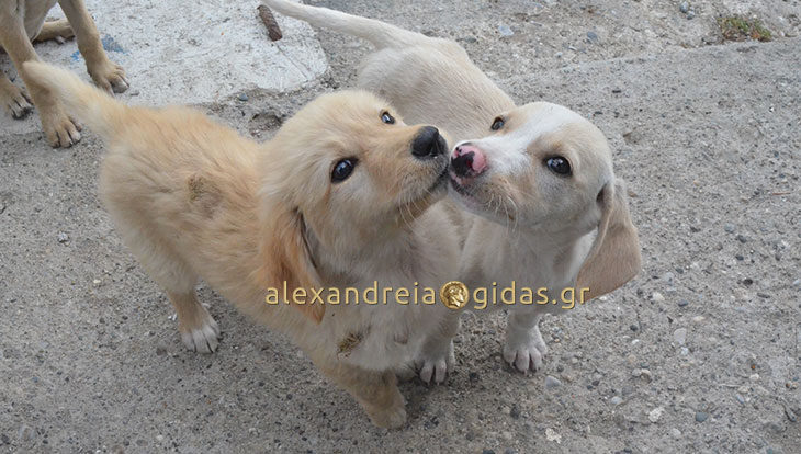 Τα εγκατέλειψαν στην Αλεξάνδρεια και ψάχνουν σπίτι (φώτο-πληροφορίες)