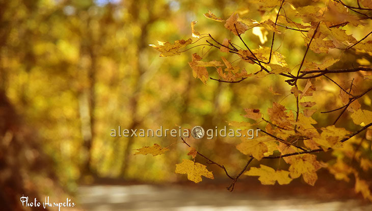 Κι όμως αυτό το υπέροχο φθινοπωρινό τοπίο υπάρχει στην Ημαθία! (φώτο)