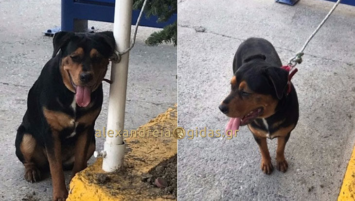 Βρέθηκε Ροτβάιλερ στην Αλεξάνδρεια (φώτο)