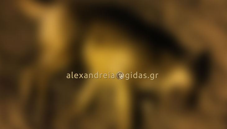 Ένα ημίαιμο λυκοσκυλάκι στην Αλεξάνδρεια αναζητάει σπίτι και οικογένεια (φώτο)