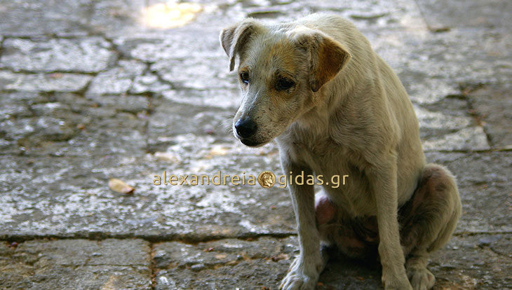Ακόμα δύο σκυλιά δηλητηριάστηκαν με φόλα στην Αλεξάνδρεια (φώτο)