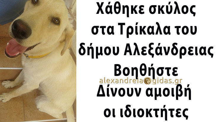 Χάθηκε σκύλος στα Τρίκαλα του δήμου Αλεξάνδρειας – βοηθήστε! (φώτο-αμοιβή)