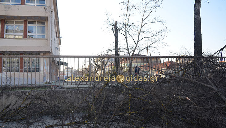 Κλάδεψαν τα επικίνδυνα δέντρα στο 2ο Γυμνάσιο – Λύκειο Αλεξάνδρειας (φώτο)