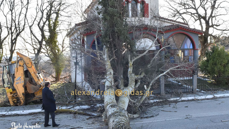 Ο αέρας έριξε δέντρο στην Καστανιά που μπλόκαρε την κυκλοφορία (φώτο)