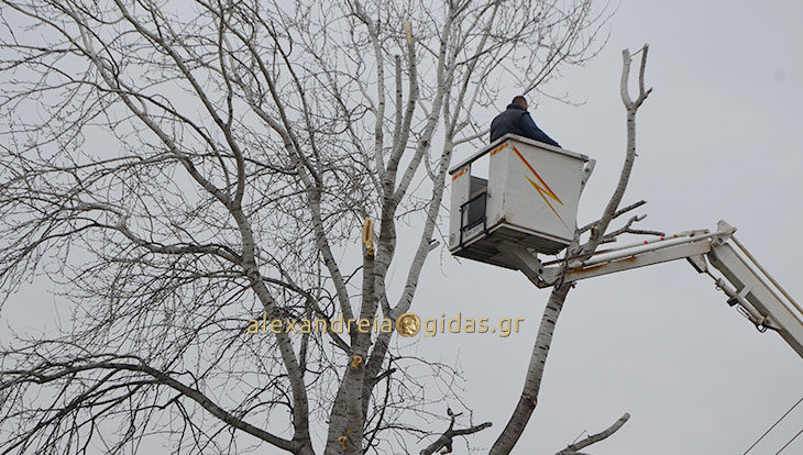 Επικίνδυνα κλαδιά απομακρύνθηκαν από τα 1ο-5ο Δημοτικά Αλεξάνδρειας (φώτο)