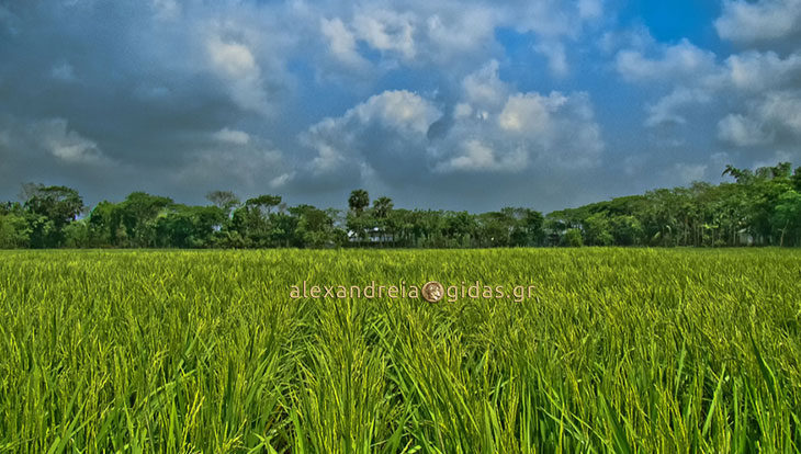 Αναζητούνται χωράφια των 100 στρεμμάτων για αγορά και ενοικίαση στον δήμο Αλεξάνδρειας