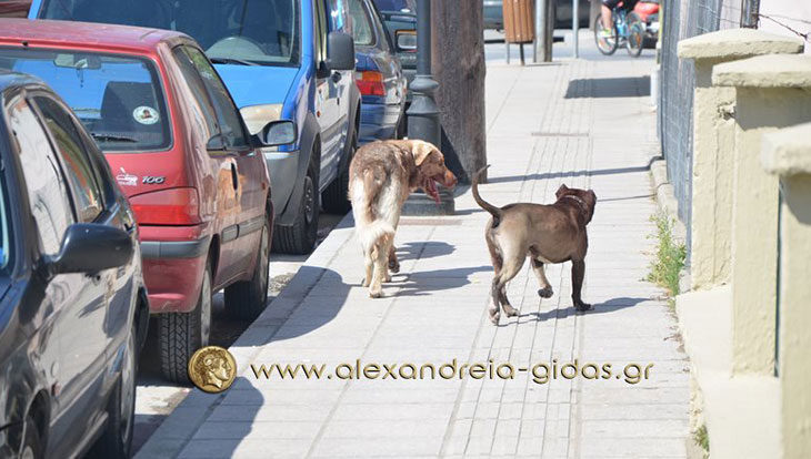 Αναγνώστρια: Μία ακόμα επίθεση σκύλου στον ¨εξοχότατο¨ Γιδά μας!