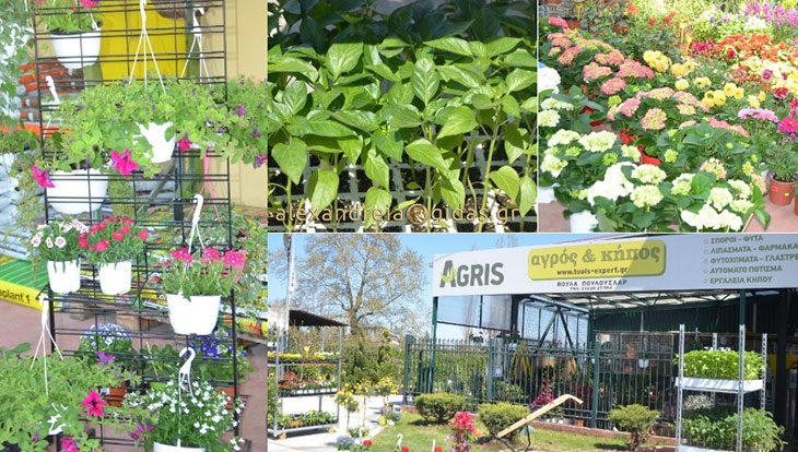 ΠΑΡΑΣΚΕΥΗ ΠΟΥΛΟΥΣΛΑΡ: Σπορόφυτα κηπευτικών, γλάστρες, εποχιακά λουλούδια και πολλά ακόμα στην Αλεξάνδρεια! (φώτο)