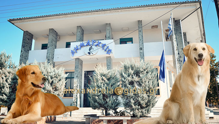 Αναγνώστρια: Τα αδέσποτα και η Αλεξάνδρεια