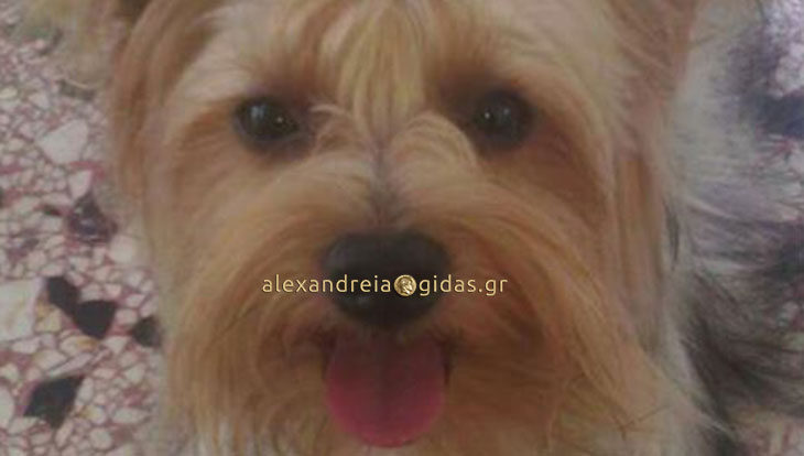 Χάθηκε σκυλάκι στην Αγκαθιά – βοηθήστε! (φώτο)