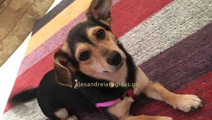 Βρέθηκε σκυλάκι στην Αλεξάνδρεια – αν το χάσατε, επικοινωνήστε