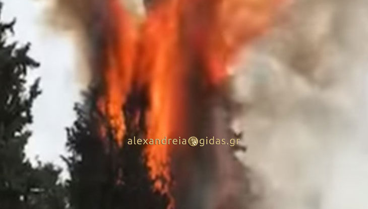 Πήραν φωτιά τα κυπαρίσσια στα νεκροταφεία της Βέροιας σήμερα Μεγάλη Παρασκευή (βίντεο)
