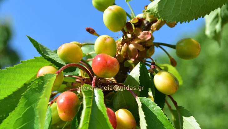 Τα πρώτα κεράσια στον Κολινδρό Πιερίας (φώτο)