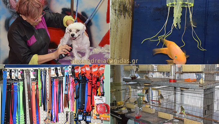 Pet Shop της ΕΛΕΝΑΣ: Όλα όσα έχει ανάγκη ο φίλος σας! (φώτο)