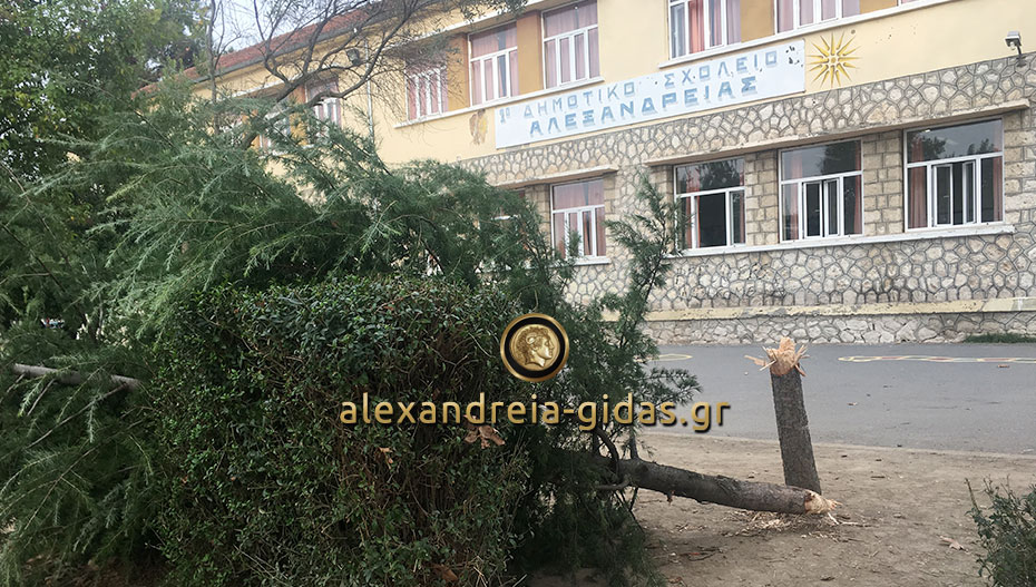 Άγνωστοι έκοψαν με τσεκούρι δέντρο στην αυλή των 1ου – 5ου Δημοτικών Σχολείων Αλεξάνδρειας (φώτο-βίντεο)