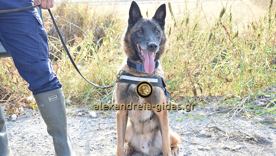 Αυτός είναι ο Χ, ο Αστυνομικός Σκύλος που βρήκε σήμερα τον 75χρονο στην Αλεξάνδρεια (φώτο)