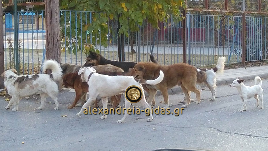 Αναγνώστρια: Ανεξέλεγκτη η κατάσταση με τα αδέσποτα στην Αλεξάνδρεια (φώτο)