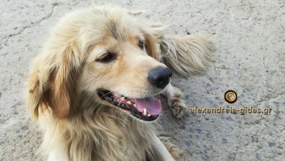 Χάθηκε σκυλάκι στο Βρυσάκι – βοηθήστε!