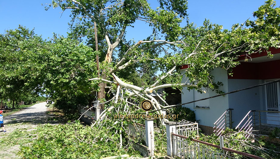 Σπίτι καταπλακώθηκε από δέντρο στην Κυψέλη του δήμου Αλεξάνδρειας (εικόνες-βίντεο)