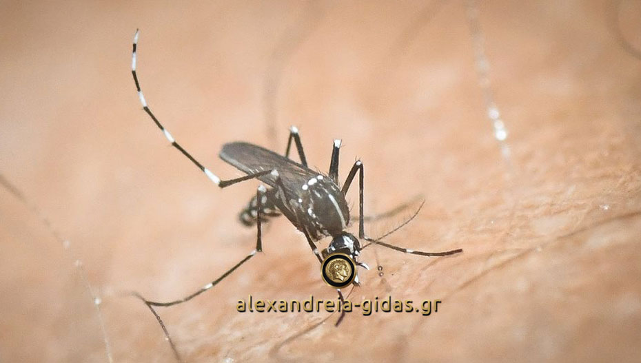 Συνεχίζεται η καταπολέμηση των κουνουπιών στον δήμο Αλεξάνδρειας – δείτε το πρόγραμμα