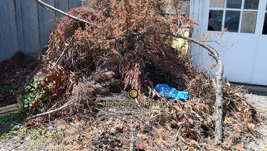 Αναγνώστρια: Εστία μόλυνσης στο Νησέλι, δεν μας δίνουν σημασία από τον δήμο Αλεξάνδρειας (εικόνες)