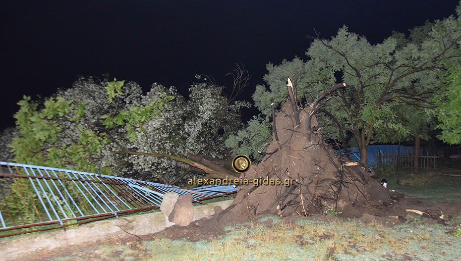 Ζημιές στο 3ο Δημοτικό Σχολείο Αλεξάνδρειας: Δέντρο έπεσε από την αυλή και γκρέμισε τα κάγκελα (εικόνες-βίντεο)