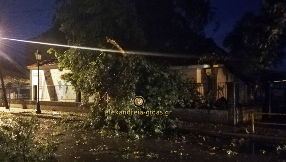 Δέντρο έπεσε πάνω στη σκεπή του Ειδικού Σχολείου Αλεξάνδρειας (εικόνες)