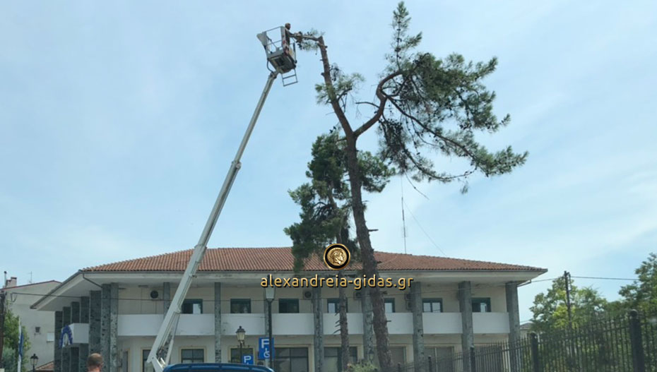 Απομακρύνθηκαν τα επικίνδυνα δέντρα από την εκκλησία της Παναγίας (εικόνες)