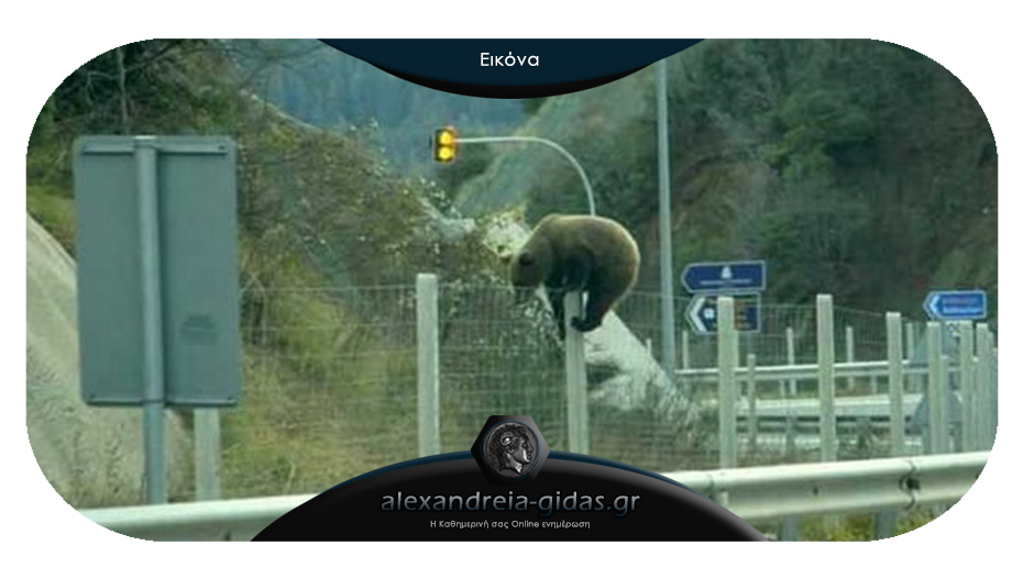 Αρκούδα βγήκε στην Εγνατία Οδό στον Πολύμυλο!