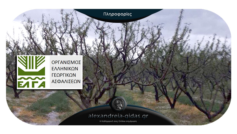 Πορίσματα του ΕΛΓΑ για τις ζημιές στις καλλιέργειες στον Λουτρό του δήμου Αλεξάνδρειας