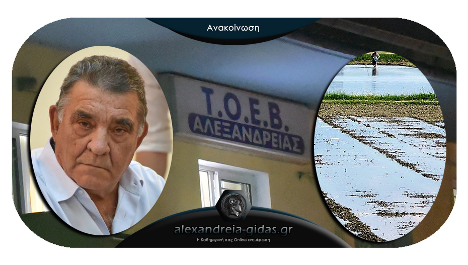 ΤΟΕΒ Αλεξάνδρειας: “Δεν έχουμε δώσει άδεια για νερό στο χωράφι με τα ρύζια στα Αμπελοτόπια”